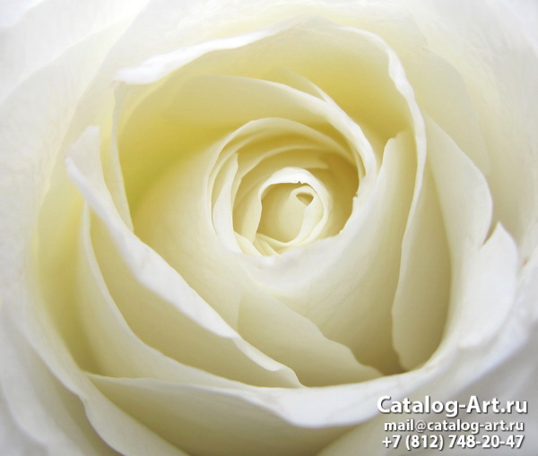 White roses 33